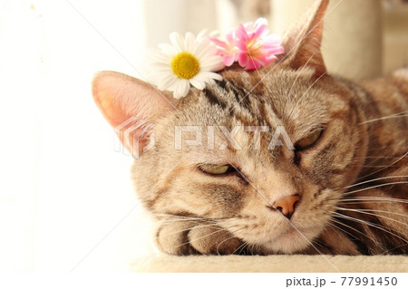 花が似合う日向ぼっこ猫アメリカンショートヘアシルバーパッチドタビー 77991450