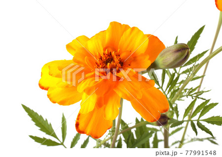 Growing marigold isolated on white 77991548