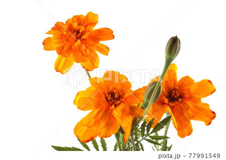 Growing marigolds isolated on white 77991549