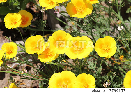 春の公園に咲くカリフォルニアポピーの黄色い花 77991574