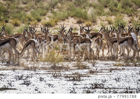 Springbok in Kgalagadi transfrontier park, South Africa 77991788