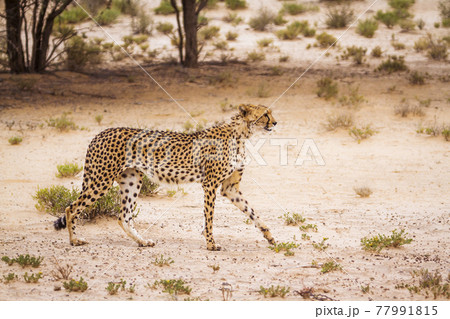 Cheetah in Kgalagadi transfrontier park, South Africa 77991815