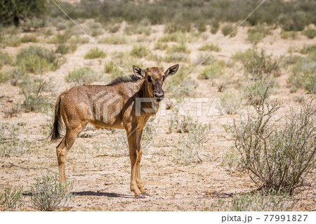Blue wildebeest in Kgalagadi transfrontier park, South Africa 77991827