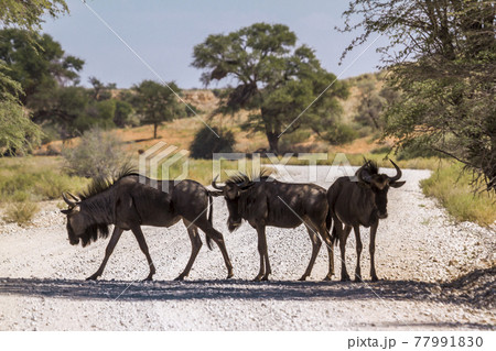 Blue wildebeest in Kgalagadi transfrontier park, South Africa 77991830