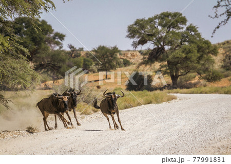 Blue wildebeest in Kgalagadi transfrontier park, South Africa Blue wildebeest in Kgalagadi transfrontier park, South Africa 77991831