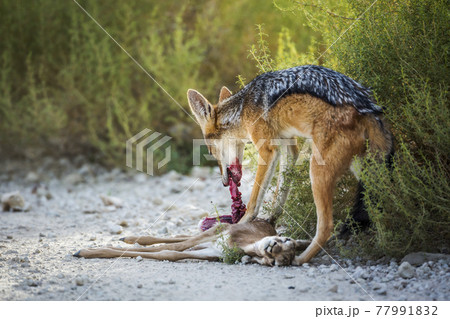 Black backed jackal in Kgalagadi transfrontier park, South Africa 77991832