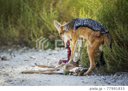 Black backed jackal in Kgalagadi transfrontier park, South Africa 77991833