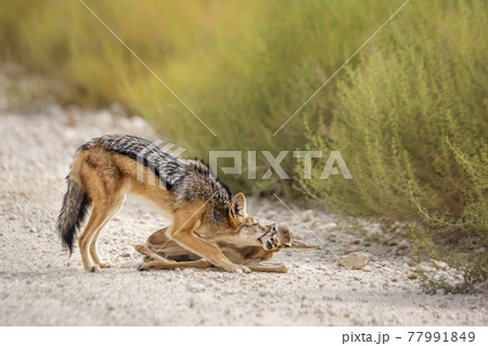 Black backed jackal in Kgalagadi transfrontier park, South Africa Black backed jackal in Kgalagadi transfrontier park, South Africa 77991849
