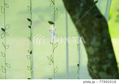 カーテンの向こうで遊ぶ小さな女の子3 77992018