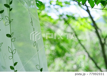 避暑地のレースのカーテン9 77992031