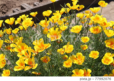 春の公園に咲くカリフォルニアポピーの花 春の公園に咲くカリフォルニアポピーの花 77992076