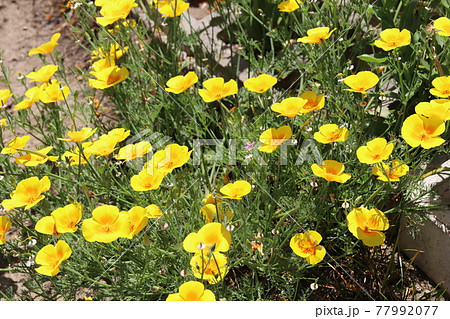 春の公園に咲くカリフォルニアポピーの花 77992077