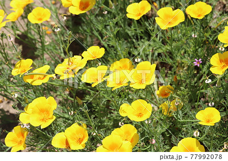 春の公園に咲くカリフォルニアポピーの花 春の公園に咲くカリフォルニアポピーの花 77992078