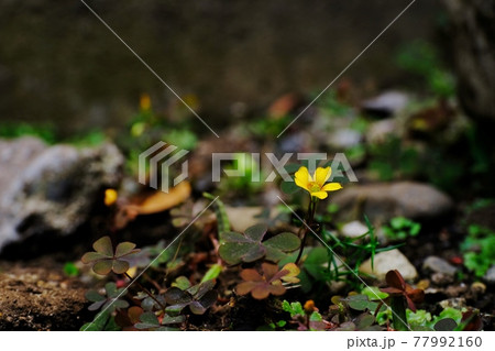 アカカタバミの花 77992160