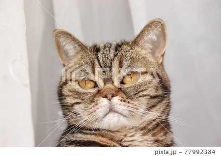 鼻ぺちゃ猫正面顔アメリカンショートヘアブラウンタビー 77992384