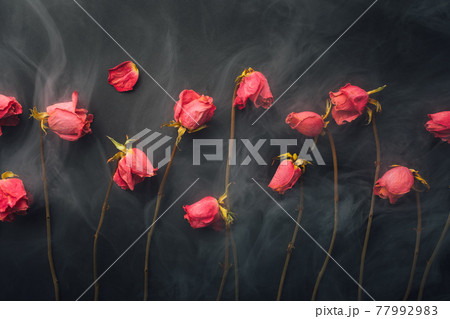goth style dry roses, black background with smoke goth style dry roses, black background with smoke 77992983