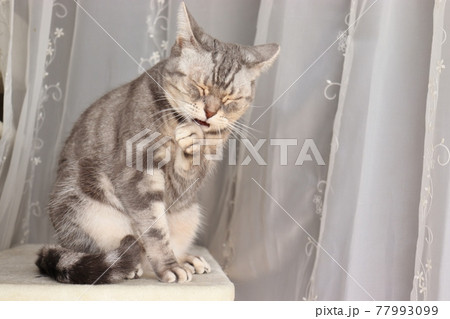 辛そうな表情の猫アメリカンショートヘアブルータビー 辛そうな表情の猫アメリカンショートヘアブルータビー 77993099