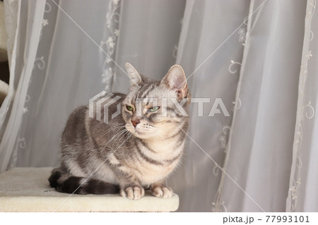 清々しい表情で日向ぼっこする猫アメリカンショートヘアブルータビー 77993101
