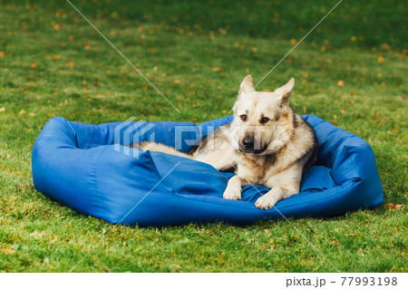 dog on his bed, green grass background 77993198