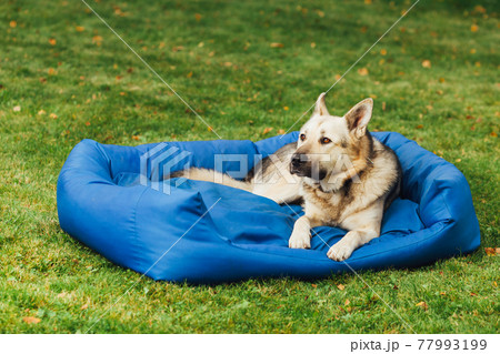 dog on his bed, green grass background 77993199