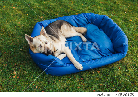 dog relaxing on his bed, green grass background 77993200
