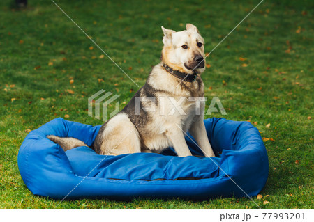 dog sitting on his bed, green grass background 77993201