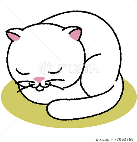 丸くなって寝ている白猫 77993269