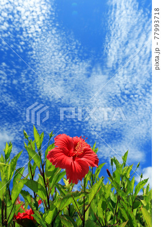 沖縄　青空に映える可憐なハイビスカス 77993718