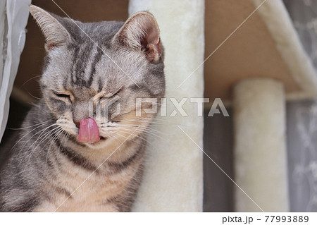 しかめっ面で鼻をなめる猫アメリカンショートヘアブルータビー しかめっ面で鼻をなめる猫アメリカンショートヘアブルータビー 77993889