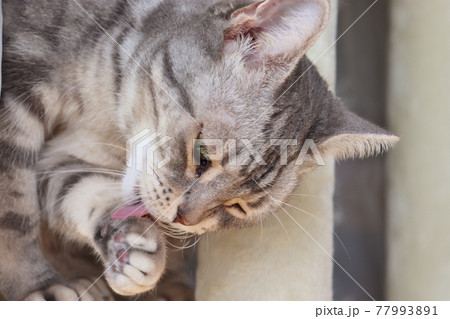 片目を開けてひげをグルーミングする猫アメリカンショートヘアブルータビー 77993891