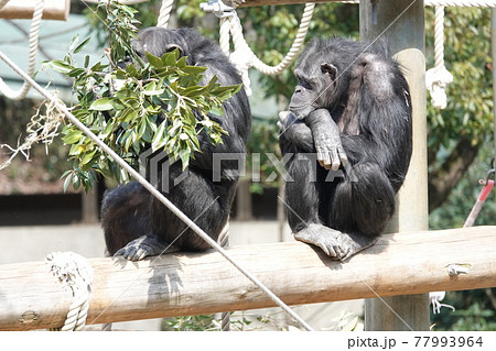 何食べてるの? 何食べてるの? 77993964