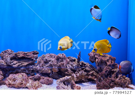 Sea butterflyfish in fish tank in an aquarium. 77994527