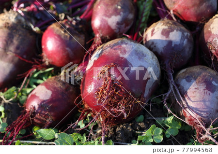 Beets harvest on field background 77994568