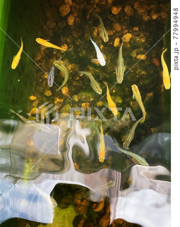 水を泳いでるメダカ 77994948