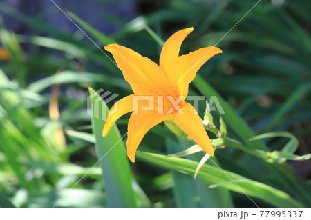 禅庭花 ゼンテイカ Or 日光黄菅 ニッコウキスゲ の写真素材