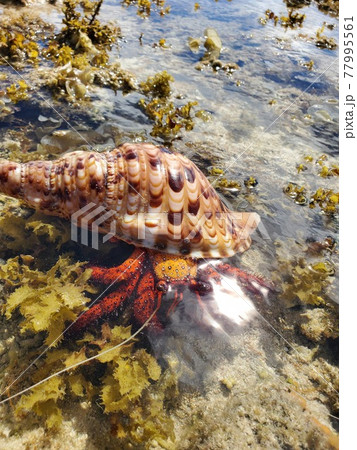 沖縄 石垣島 多田浜 小紋宿借 ヤドカリの写真素材