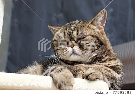 Foto de Funny face angry face cat american short hair.変顔怒り顔猫アメリカンショートヘア do  Stock