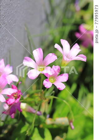 ピンク色の可憐なムラサキカタバミの写真素材