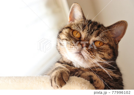 キュートな強面猫アメリカンショートヘアブラウンタビー 77996102