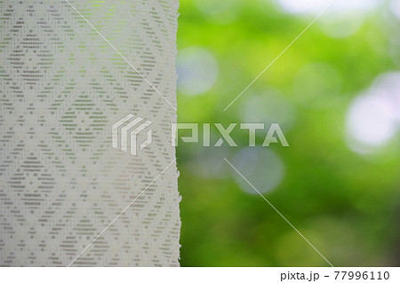 カーテンの向こうの新緑の森3 77996110
