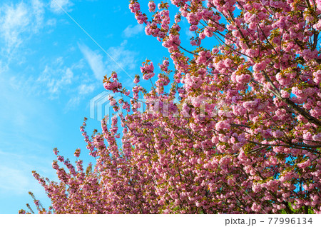Blooming sakura tree spring Background 77996134