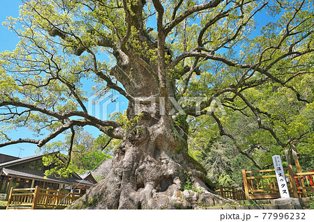 【蒲生八幡神社 (蒲生のクス)】 鹿児島県姶良市蒲生町上久徳 【蒲生八幡神社 (蒲生のクス)】 鹿児島県姶良市蒲生町上久徳 77996232