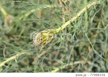 Kings spear Kings spear 77996356