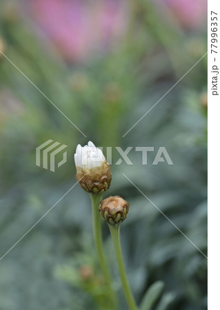 White Marguerite daisy 77996357