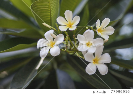 Plumeria flowers. Plumeria flowers. 77996916