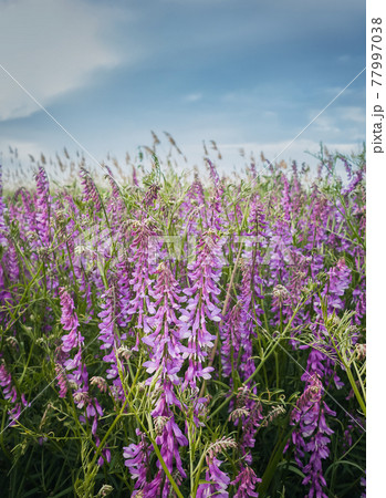 Purple meadow of blooming tufted vetch flowers. Wild vicia cracca, a scrambling plant with violet petals, similar to pea vegetation. Closeup picturesque summer field. Countryside grassland background Purple meadow of blooming tufted vetch flowers. Wild vicia cracca, a scrambling plant with violet petals, similar to pea vegetation. Closeup picturesque summer field. Countryside grassland background 77997038