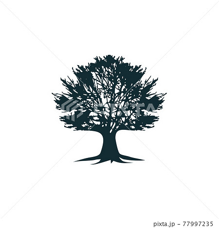 Oak tree logo design template 77997235