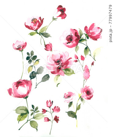 透明水彩 水彩画 花 77997479