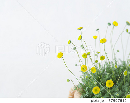 小さくてかわいい黄色の花_② 77997612