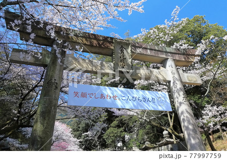 【香川県】桜咲く春の金刀比羅宮(桜と鳥居) 77997759